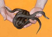 Vipera berus