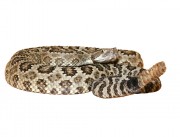 Crotalus viridis