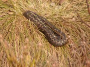 Vipera berus