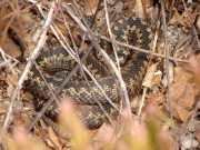 Vipera berus