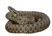 Vipera berus